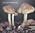 Inocybe tenebrosa-amf1014-1